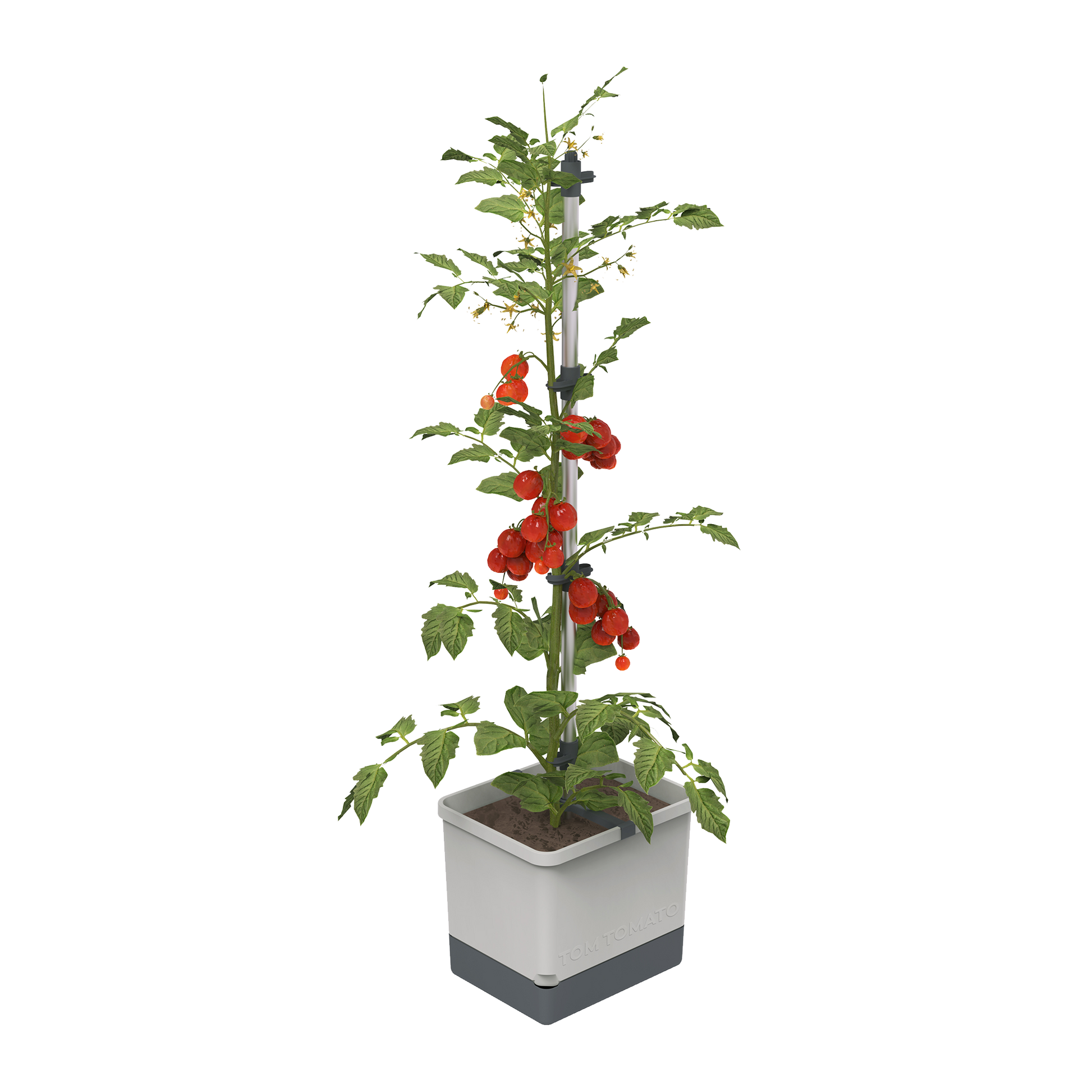 Tom Tomato