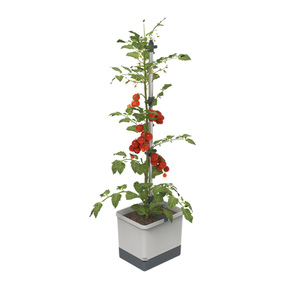 Tom Tomato