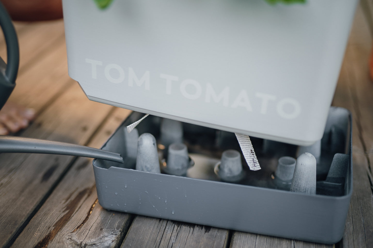 Tomatenbewässerung