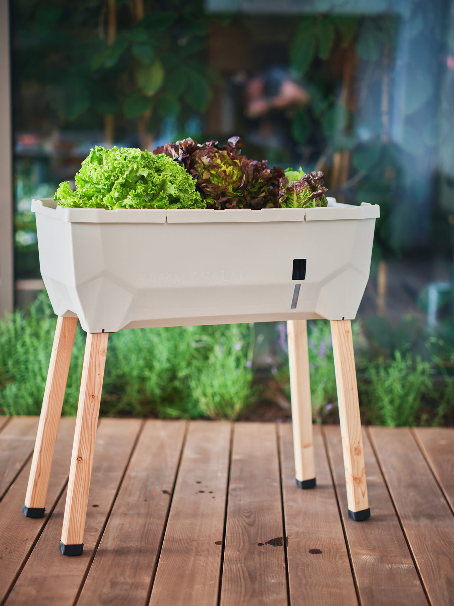 Hochbeet Sammy Salat