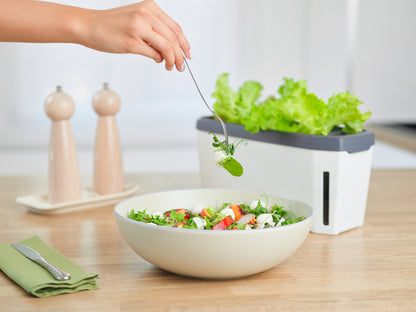 Harry Herb Kräuterbox