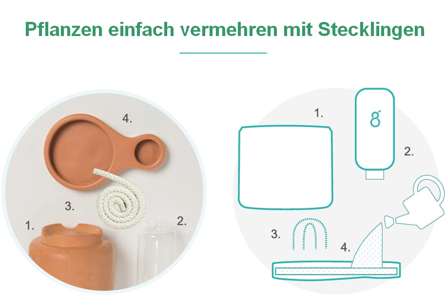 Stecklinge vermehren