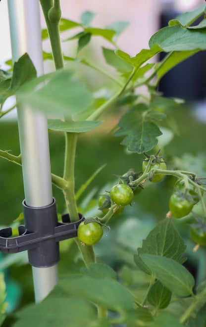 Tomatenanzucht