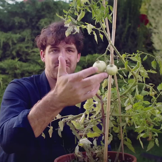 Tom Tomato - Gusta Garden
