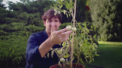 Tom Tomato - Gusta Garden